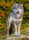 Hechtel-Eksel - Eerste Limburgse wolf van dit seizoen aangereden