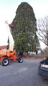 Beringen - Gigantische kerstboom in Stal