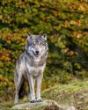 Pelt - Weer wolf doodgereden op N76