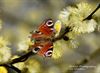 Peer - Grauwe wilg met dagpauwoog in de Dommelvallei