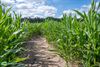 Bocholt - Maïs zonder dorst: minder water, meer kennis