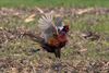 Pelt - Sportieve fazant gespot in het Hageven