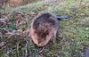 Pelt - Dode bever aangetroffen langs kanaal in Pelt