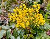 Peer - Mahonia kleurt Peer geel in het voorjaar