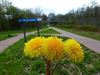 Peer - Zijn paardenbloemen eetbaar?