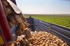 Hamont-Achel - Productie van aardappelen steeg met 21%