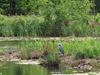 Hamont-Achel - Blauwe reiger houdt de wacht