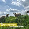 Bree - Schapen zorgen weer voor natuurbeheer