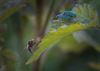 Pelt - Voyeurisme? Misschien een beetje…