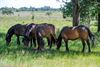 Pelt - Exmoorpony’s aangekomen in Hageven-Plateaux