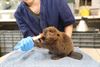 Oudsbergen - Piepkleine bever opgevangen in NHC