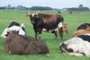 Bocholt - 47 % oppervlakte voor landbouwgebruik