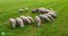 Hamont-Achel - Stad zet schapen in voor ecologisch groenbeheer