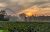 Pelt - Vechten tegen de droogte