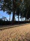 Leopoldsburg - Het lijkt wel herfst door droogtestress