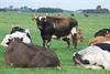 Bocholt - 1,18 miljoen runderen in Vlaams Gewest