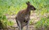 Pelt - Ontsnapte wallaby gevangen
