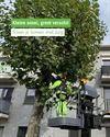 Hamont-Achel - Kleine snoei maakt groot verschil voor bomen