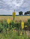 Bree - Teunisbloemen langs de weg