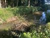 Beringen - Beverdammen zorgen voor hoge waterstand