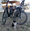 Pelt - Geen waakhond, wel een waakpoes