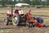 Hamont-Achel - Twee dagen precisiewerk op het EK Oldtimer Ploegen