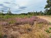 Hamont-Achel - Ook de Groote Heide snakte naar regen