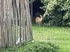 Pelt - Muntjak duikt op in tuin in Pelt