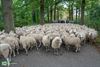 Bocholt - 350 schapen passeren Kaulille