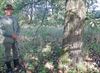 Pelt - Beverwatchers beschermen oude bomen