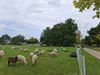 Beringen - Schapen op scholencampus