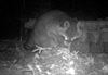 Beringen - Wasberen rukken op