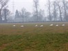 Neerpelt - Zeven witte zwanen