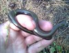 Hamont-Achel - Best een grote worm, zo'n hazelworm