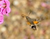 Overpelt - Vandaag gezien: een kolibrievlinder