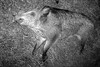 Neerpelt - Everzwijnen afgeschoten bij het Hageven