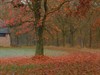 Hamont-Achel - Kleuren van de late herfst