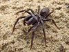 Houthalen-Helchteren - 'Mijnspin' is spin van het jaar