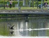 Neerpelt - Een vliegende vogel vangt nogal eens wat