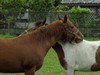 Neerpelt - Vriendschap in de paardenwereld