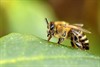 Neerpelt - Met dank namens de bijen