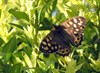 Neerpelt - Welke vlinder fladdert daar? (5)