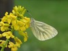 Neerpelt - Welke vlinder fladdert daar? (6)