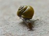 Neerpelt - Vliegende slak maakt noodlanding