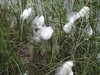 Neerpelt - Wol uit het gras