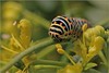 Hamont-Achel - Mooie vlinder, mooie rups