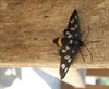 Hamont-Achel - Mooie vlinder