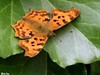 Neerpelt - Welke vlinder fladdert daar? (11)