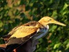 Lommel - Al 240 vogelsoorten op Maatheide