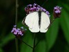 Neerpelt - Welke vlinder fladdert daar? (12)